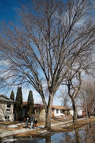 JOHN WOODS / WINNIPEG FREE PRESS
People walk past an empty hawks nest in a tree on Rousseau Avenue East in Winnipeg Tuesday, March 16, 2021. 

Reporter: ?