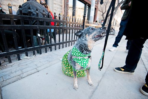 MIKE SUDOMA / WINNIPEG FREE PRESS 
Even dogs got festive this St Patricks Day at The Kings Head Wednesday evening as a pup wearing green festive clothing walks by the patio
March 17, 2021