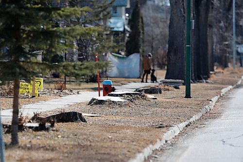 JOHN WOODS / WINNIPEG FREE PRESS
Tree stumps remain where diseased trees have been cut down on the 700 block of Sherburn Street in Winnipeg Thursday, March 18, 2021. 

Reporter: Abas