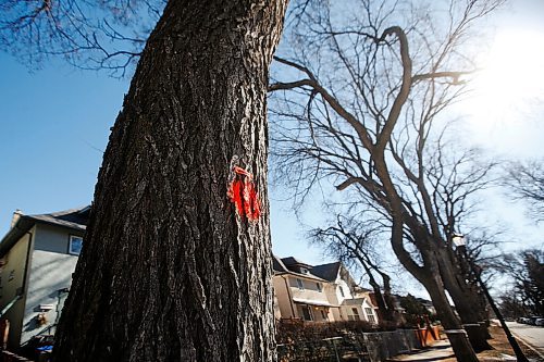 JOHN WOODS / WINNIPEG FREE PRESS
A diseased tree marked to be cut down on the 500 block of Sherburn Street in Winnipeg Thursday, March 18, 2021. 

Reporter: Abas