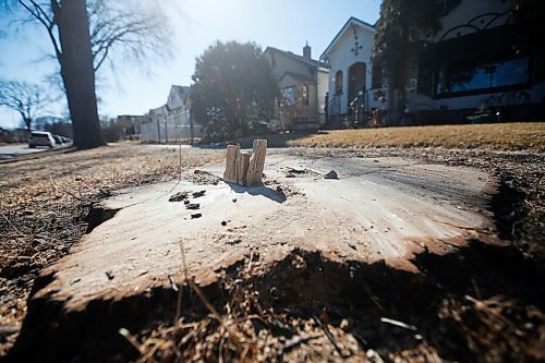 JOHN WOODS / WINNIPEG FREE PRESS
Tree stumps remain where diseased trees have been cut down on the 700 block of Sherburn Street in Winnipeg Thursday, March 18, 2021. 

Reporter: Abas