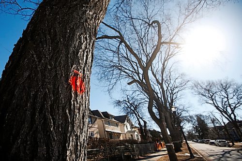 JOHN WOODS / WINNIPEG FREE PRESS
A diseased tree marked to be cut down on the 500 block of Sherburn Street in Winnipeg Thursday, March 18, 2021. 

Reporter: Abas