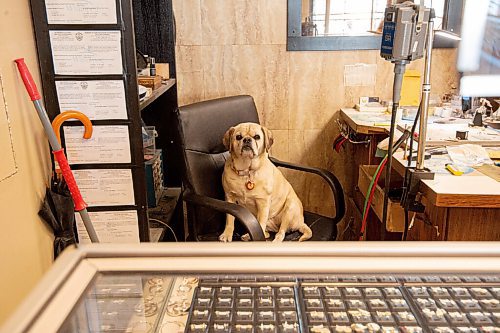 MIKE SUDOMA / WINNIPEG FREE PRESS 
Ella the shop dog sits in her chair and keeps watch inside the Golden Hand Jewellery store on Main St Friday morning
March 19, 2021