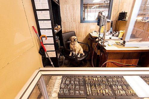 MIKE SUDOMA / WINNIPEG FREE PRESS 
Ella the shop dog sits in her chair and keeps watch inside the Golden Hand Jewellery store on Main St Friday morning
March 19, 2021