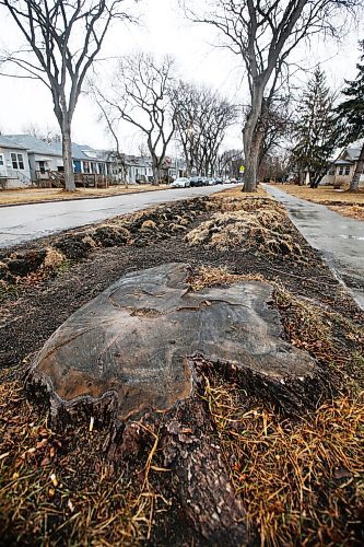 JOHN WOODS / WINNIPEG FREE PRESS
A tree stump on Rathgar Avenue in Winnipeg Sunday, March 21, 2021. Jean Altemeyer, Roxana Mazur, Erna Buffie and Emma Durand-Wood from Trees Please Winnipeg are concerned that diseased trees are being cut down in the city, are not replaced, and the stumps remain for years.

Reporter: Lawrynuik