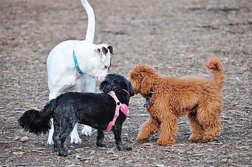 Canstar Community News Tony Nardella spent some time visiting Maple Grove dog park, an off-leash area at the end of St. Marys Road, where plenty of dogs and owners enjoyed spring weather.