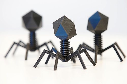 JOHN WOODS / WINNIPEG FREE PRESS
3D printed models of phages in Cytophage Technologies in Winnipeg Monday, March 22, 2021 where Steven Theriault, CEO and CSO of Cytophage Technologies, a biotech company that uses phages, organisms that kill bacteria, just got approval to do animal testing on an application that could prompt development of anti-bodies that would prevent COVID infections.

Reporter: Cash