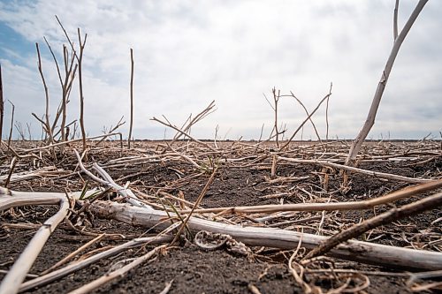 Daniel Crump / Winnipeg Free Press. Dried stubble in a famers field near the South Perimeter highway may be an indicator of the summer to come. March 2021 was Winnipeg's 17th consecutive month with below normal precipitation, a streak stretching back to October 2019. April 3, 2021.