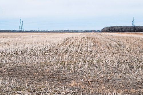 Daniel Crump / Winnipeg Free Press. Dried stubble in a famers field near the South Perimeter highway may be an indicator of the summer to come. March 2021 was Winnipeg's 17th consecutive month with below normal precipitation, a streak stretching back to October 2019. April 3, 2021.