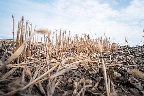 Daniel Crump / Winnipeg Free Press. Dried stubble in a famers field near the South Perimeter highway may be an indicator of the summer to come. March 2021 was Winnipeg's 17th consecutive month with below normal precipitation, a streak stretching back to October 2019. April 3, 2021.