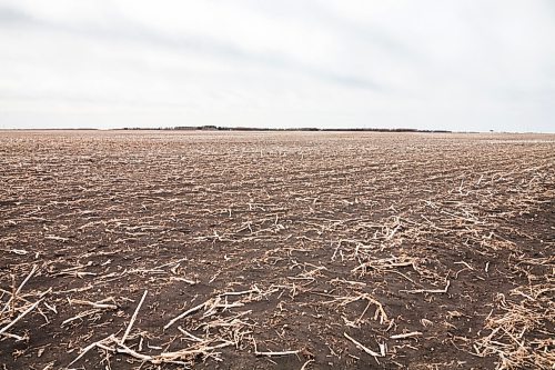 Daniel Crump / Winnipeg Free Press. Dried stubble in a famers field near the South Perimeter highway may be an indicator of the summer to come. March 2021 was Winnipeg's 17th consecutive month with below normal precipitation, a streak stretching back to October 2019. April 3, 2021.