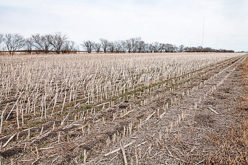 Daniel Crump / Winnipeg Free Press. Dried stubble in a famers field near the South Perimeter highway may be an indicator of the summer to come. March 2021 was Winnipeg's 17th consecutive month with below normal precipitation, a streak stretching back to October 2019. April 3, 2021.