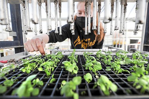 RUTH BONNEVILLE / WINNIPEG FREE PRESS 

Standup - Planting flower plugs in preparation for another blossoming gardening season.  

Taylor Ens, a commercial gardener at Shelmerdines, uses a plant puncher machine to plant trays of snap dragon plugs into trays of earth at Shelmerdine Garden Center on Tuesday. 

Outdoor flowering plants and vegetables will be set out for sale within a couple of weeks but  should not be planted  until May long weekend.   


April 06  2021