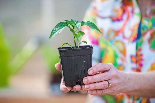 MIKAELA MACKENZIE / WINNIPEG FREE PRESS

Gardener Janet Epp, who uses a coconut coir mix instead of peat to start her seedlings, poses for a portrait in her greenhouse in Winnipeg on Tuesday, April 6, 2021. For Sarah Lawrynuik story.

Winnipeg Free Press 2021