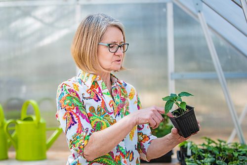 MIKAELA MACKENZIE / WINNIPEG FREE PRESS

Gardener Janet Epp, who uses a coconut coir mix instead of peat to start her seedlings, poses for a portrait in her greenhouse in Winnipeg on Tuesday, April 6, 2021. For Sarah Lawrynuik story.

Winnipeg Free Press 2021