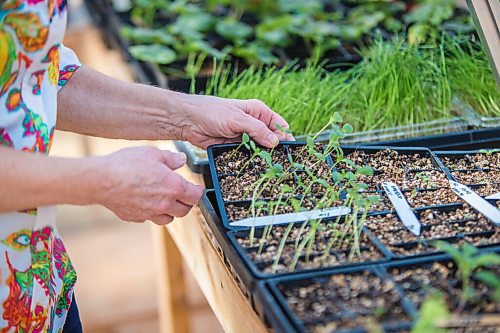 MIKAELA MACKENZIE / WINNIPEG FREE PRESS

Gardener Janet Epp, who uses a coconut coir mix instead of peat to start her seedlings, poses for a portrait in her greenhouse in Winnipeg on Tuesday, April 6, 2021. For Sarah Lawrynuik story.

Winnipeg Free Press 2021