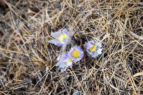 MIKAELA MACKENZIE / WINNIPEG FREE PRESS


Crocuses bloom at Little Mountain Park in Winnipeg on Friday, April 9, 2021. For Joyanne Pursaga story.
Winnipeg Free Press 2020.