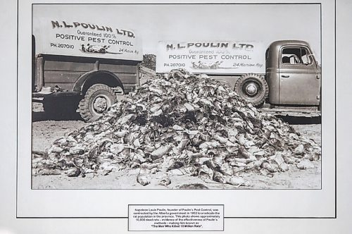 MIKAELA MACKENZIE / WINNIPEG FREE PRESS


A photo of Lincoln Poulin's grandfather with a pile of ten thousand rats at the store in Winnipeg on Thursday, April 15, 2021. For Dave Sanderson story.
Winnipeg Free Press 2020.