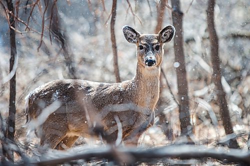 MIKAELA MACKENZIE / WINNIPEG FREE PRESS

A deer looks up during a brief snowfall on the bank of the Seine River near Marion Street in Winnipeg on Tuesday, April 20, 2021. Standup.
Winnipeg Free Press 2020.