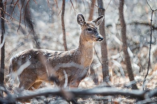 MIKAELA MACKENZIE / WINNIPEG FREE PRESS

A deer looks up during a brief snowfall on the bank of the Seine River near Marion Street in Winnipeg on Tuesday, April 20, 2021. Standup.
Winnipeg Free Press 2020.