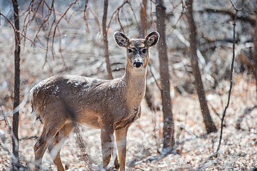 MIKAELA MACKENZIE / WINNIPEG FREE PRESS

A deer looks up during a brief snowfall on the bank of the Seine River near Marion Street in Winnipeg on Tuesday, April 20, 2021. Standup.
Winnipeg Free Press 2020.