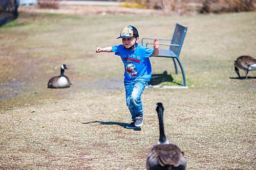 MIKAELA MACKENZIE / WINNIPEG FREE PRESS

Liam Jung (four) "flies" through a flock of geese at Assiniboine Park in Winnipeg on Tuesday, April 27, 2021. Standup.
Winnipeg Free Press 2020.