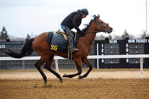 MIKE DEAL / WINNIPEG FREE PRESS
An exercise rider puts Stormy Barbados through its paces in a training run Thursday morning at Assiniboia Downs.
Early morning training on the Assiniboia Downs track on Thursday. Racing is set to begin on May 17th.
210429 - Thursday, April 29, 2021.