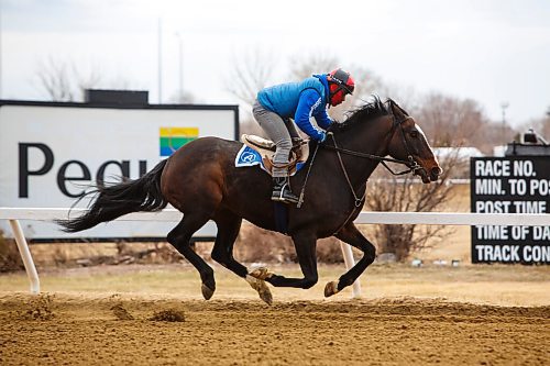MIKE DEAL / WINNIPEG FREE PRESS
An exercise rider puts an excited Langara through its paces in a training run Thursday morning at Assiniboia Downs.
Early morning training on the Assiniboia Downs track on Thursday. Racing is set to begin on May 17th.
210429 - Thursday, April 29, 2021.