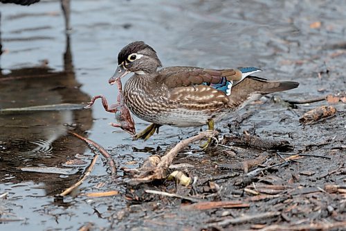 JESSE BOILY  / WINNIPEG FREE PRESS
A duck catches a frog at the St. Vital Park duck pond on Sunday. Sunday, May 2, 2021.
Reporter: Standup