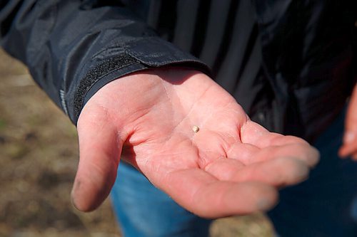 MIKE DEAL / WINNIPEG FREE PRESS
James Kuhl, COO of River Valley Farms, checks out the depth of the hemp seed that was just planted by his farm manager, Wilmar Wiebe, Wednesday morning.
The start of the growing season for hemp hearts at River Valley Farms, which is a few kilometres west of Portage La Prairie, in Bagot.
See Randal King farm-to-table feature story
210505 - Wednesday, May 05, 2021.