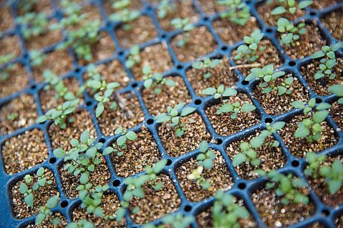MIKE DEAL / WINNIPEG FREE PRESS
Trays of Thyme starting to sprout in a greenhouse on Wild Earth Farms.
The start of the growing season for herbs at Wild Earth Farms, which is on Garven Road close the intersection of hwy 206 near Oakbank.
See Ben Sigurdson farm-to-table feature story
210505 - Wednesday, May 05, 2021.