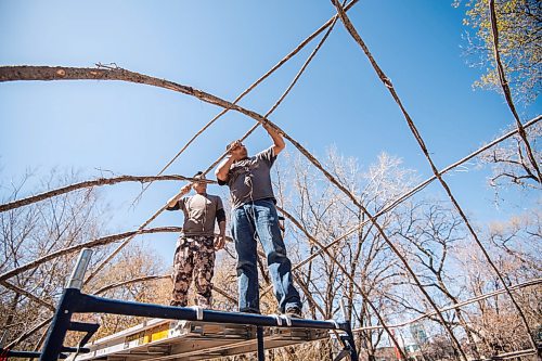 MIKE SUDOMA / WINNIPEG FREE PRESS  
(Left to right) Andrew Atkinson and Kirby Nelson tie together the structure of a traditional midewiwin lodge on the river banks across from the Forks Market Friday afternoon. 
May 7, 2021