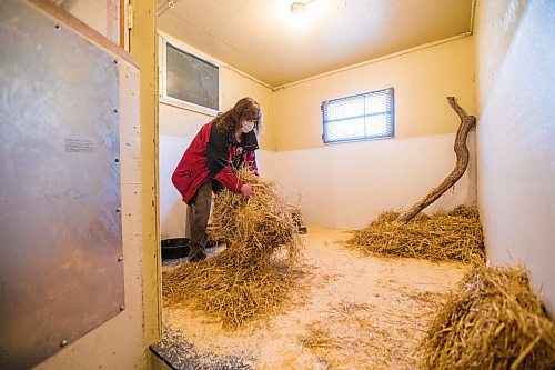 MIKAELA MACKENZIE / WINNIPEG FREE PRESS

Judy Stearns prepares the enclosure while waiting for Manitoba Conservation to bring a cub into the black bear rehabilitation centre near Stonewall on Sunday, April 25, 2021. For Eva Wasney story.
Winnipeg Free Press 2020.