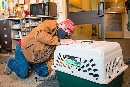 MIKAELA MACKENZIE / WINNIPEG FREE PRESS

Roger Stearns takes the cub out of the transport kennel at the black bear rehabilitation centre near Stonewall on Sunday, April 25, 2021. For Eva Wasney story.
Winnipeg Free Press 2020.