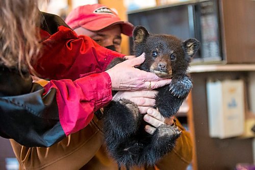 MIKAELA MACKENZIE / WINNIPEG FREE PRESS

Judy and Roger Stearns take a first look at the cub and do a basic checkup at the black bear rehabilitation centre near Stonewall on Sunday, April 25, 2021. For Eva Wasney story.
Winnipeg Free Press 2020.