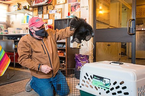 MIKAELA MACKENZIE / WINNIPEG FREE PRESS

Roger Stearns takes the cub out of the transport kennel at the black bear rehabilitation centre near Stonewall on Sunday, April 25, 2021. For Eva Wasney story.
Winnipeg Free Press 2020.