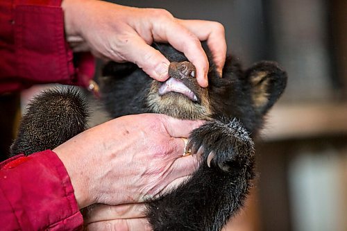 MIKAELA MACKENZIE / WINNIPEG FREE PRESS

Judy and Roger Stearns take a first look at the cub and do a basic checkup at the black bear rehabilitation centre near Stonewall on Sunday, April 25, 2021. For Eva Wasney story.
Winnipeg Free Press 2020.