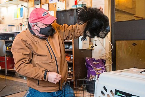 MIKAELA MACKENZIE / WINNIPEG FREE PRESS

Roger Stearns takes the cub out of the transport kennel at the black bear rehabilitation centre near Stonewall on Sunday, April 25, 2021. For Eva Wasney story.
Winnipeg Free Press 2020.