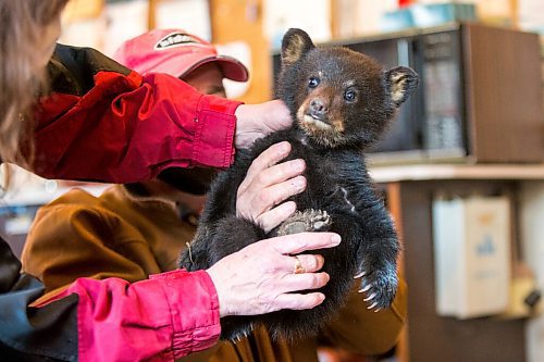 MIKAELA MACKENZIE / WINNIPEG FREE PRESS

Judy and Roger Stearns take a first look at the cub and do a basic checkup at the black bear rehabilitation centre near Stonewall on Sunday, April 25, 2021. For Eva Wasney story.
Winnipeg Free Press 2020.