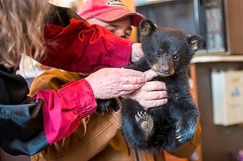 MIKAELA MACKENZIE / WINNIPEG FREE PRESS

Judy and Roger Stearns take a first look at the cub and do a basic checkup at the black bear rehabilitation centre near Stonewall on Sunday, April 25, 2021. For Eva Wasney story.
Winnipeg Free Press 2020.