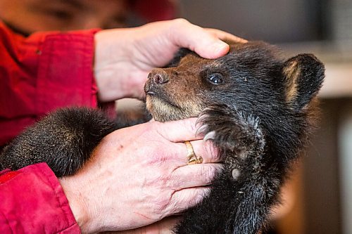 MIKAELA MACKENZIE / WINNIPEG FREE PRESS

Judy and Roger Stearns take a first look at the cub and do a basic checkup at the black bear rehabilitation centre near Stonewall on Sunday, April 25, 2021. For Eva Wasney story.
Winnipeg Free Press 2020.