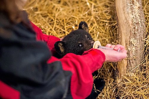 MIKAELA MACKENZIE / WINNIPEG FREE PRESS

Judy Stearns gives the cub its first feeding at the black bear rehabilitation centre near Stonewall on Sunday, April 25, 2021. For Eva Wasney story.
Winnipeg Free Press 2020.