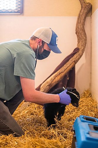 MIKAELA MACKENZIE / WINNIPEG FREE PRESS

Veterinarian Justin Rosing does a check-up on the cub at the black bear rehabilitation centre near Stonewall on Sunday, April 25, 2021. For Eva Wasney story.
Winnipeg Free Press 2020.