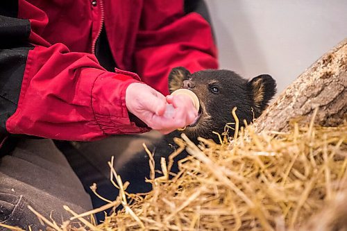 MIKAELA MACKENZIE / WINNIPEG FREE PRESS

Judy Stearns gives the cub its first feeding at the black bear rehabilitation centre near Stonewall on Sunday, April 25, 2021. For Eva Wasney story.
Winnipeg Free Press 2020.