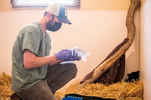 MIKAELA MACKENZIE / WINNIPEG FREE PRESS

Veterinarian Justin Rosing prepares subcutaneous fluids for the cub at the black bear rehabilitation centre near Stonewall on Sunday, April 25, 2021. For Eva Wasney story.
Winnipeg Free Press 2020.