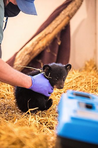 MIKAELA MACKENZIE / WINNIPEG FREE PRESS

Veterinarian Justin Rosing does a check-up on the cub at the black bear rehabilitation centre near Stonewall on Sunday, April 25, 2021. For Eva Wasney story.
Winnipeg Free Press 2020.