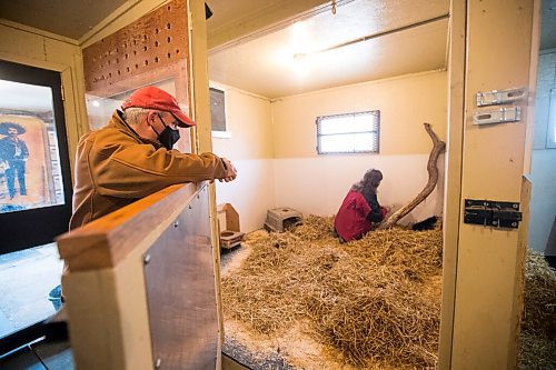 MIKAELA MACKENZIE / WINNIPEG FREE PRESS

Roger Stearns watches as Judy Stearns gives the cub its first feeding at the black bear rehabilitation centre near Stonewall on Sunday, April 25, 2021. For Eva Wasney story.
Winnipeg Free Press 2020.