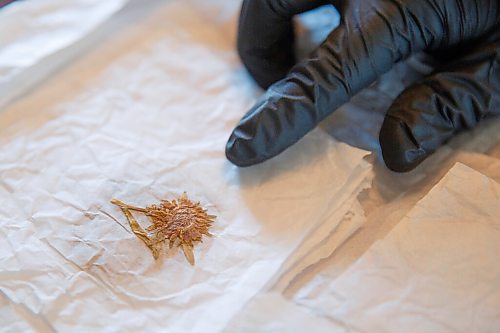 MIKE DEAL / WINNIPEG FREE PRESS
Flowers that were found pressed inside a book of Harriet Inkster's with a date of June 4th, 1867, written on the inside cover.
Eric Napier Strong, curator and manager of the Seven Oaks House Museum (50 Mac Street) during a behind the scenes look at some of the rarely seen artifacts in Winnipeg's oldest home turned museum.
See Brenda Suderman story
210511 - Tuesday, May 11, 2021.