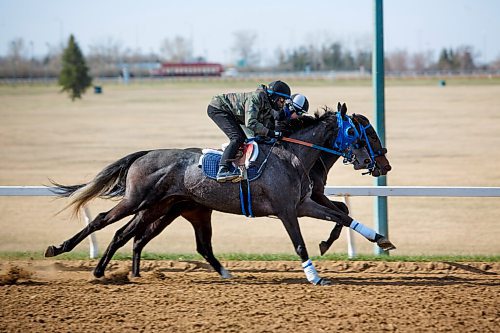 MIKE DEAL / WINNIPEG FREE PRESS
2020 Leading Rider Antonio Whitehall is back at Assiniboia Downs to defend title. Antonio Whitehall is riding Orange Theory alongside Kayla Pizarro on Marianda for trainer Shelley Brown Thursday morning.
See George Williams story
210513 - Thursday, May 13, 2021.