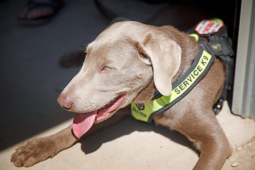 MIKE DEAL / WINNIPEG FREE PRESS
Yury Harczan a professional dog trainer who trained Anita Hart's service dog. Yury lives on six acres and has his own pack of dogs, including Grizz.
See Sabrina Carnevale story
210513 - Thursday, May 13, 2021.